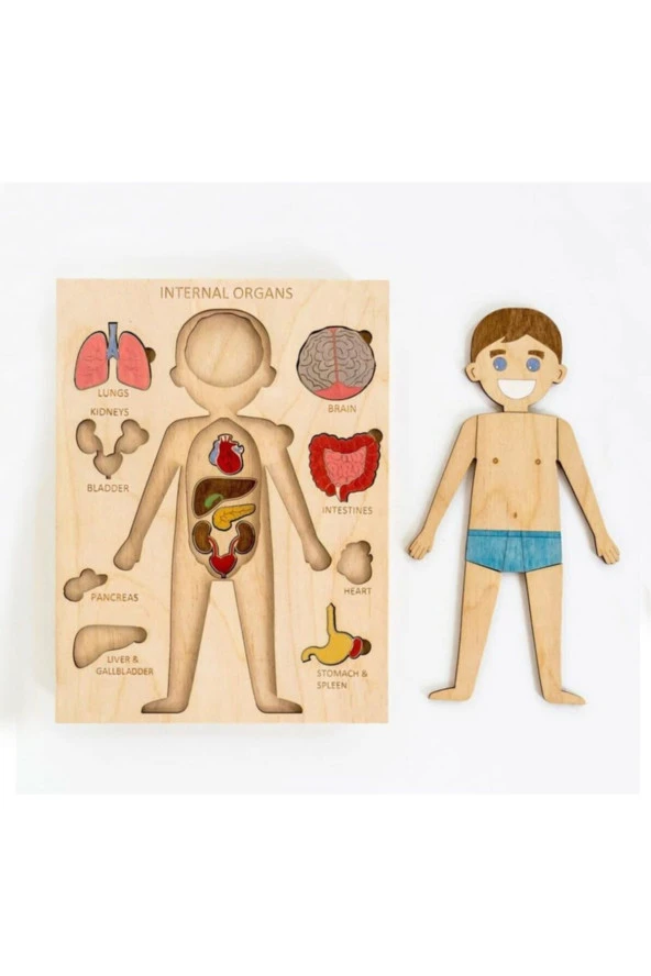 Boyanabilir Insan Vücudu Ve Organları Puzzle ürün görseli 1