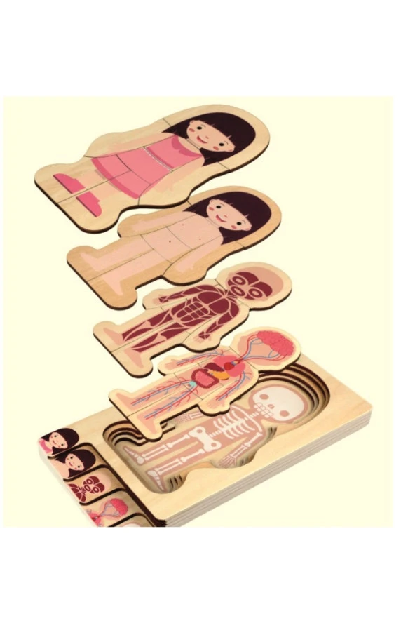 Waldorf Kız Insan Vücudu Iskelet Yapısı Ahşap Renkli Yapboz Puzzle ürün görseli 1