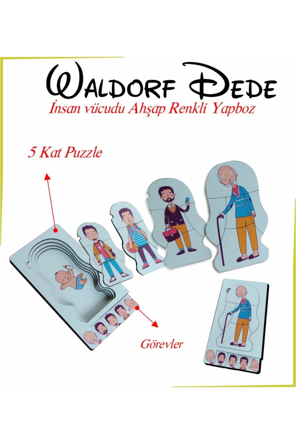 Waldorf Dede İnsan Vücudu Ahşap Renkli Yapboz Yaşam Döngüsü ürün görseli 1