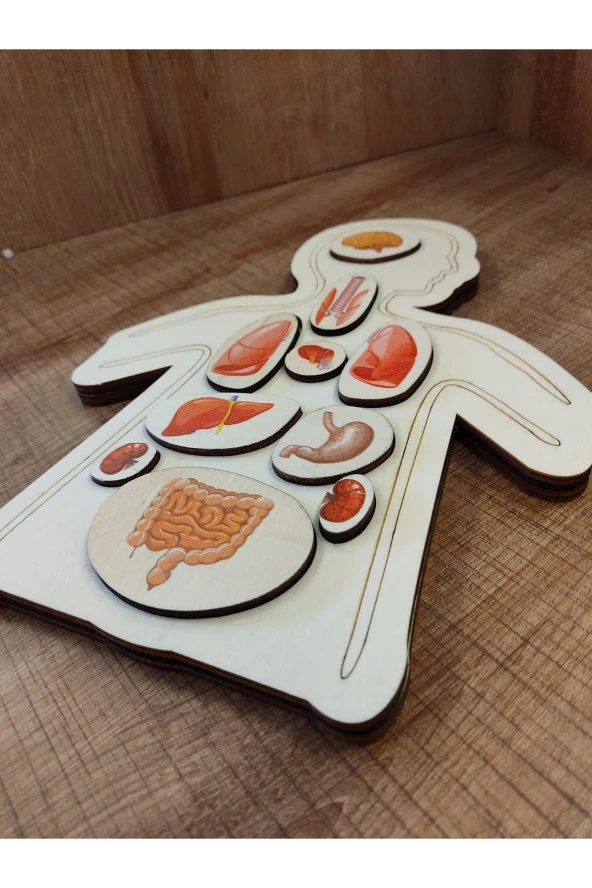 Renkli Organlar Puzzle ürün görseli 1