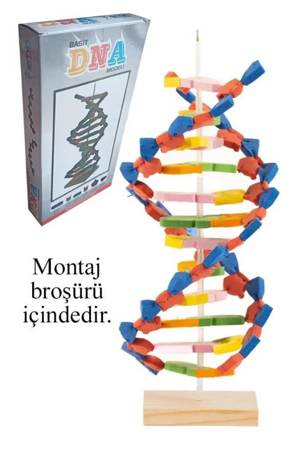 Dna Modeli 1 Paket Evadan DNA Yapım Seti Dna Saemalı Deney Yapım Seti Okul Materyali ürün görseli 1