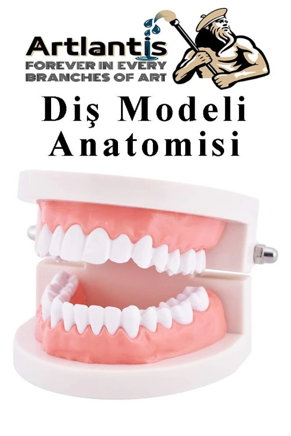 Diş Modeli Anatomisi 1 Paket İnsan Diş Çene Modeli Eğitci Fen Biyoloji Deney Maketi Diş Maketi ürün görseli 1