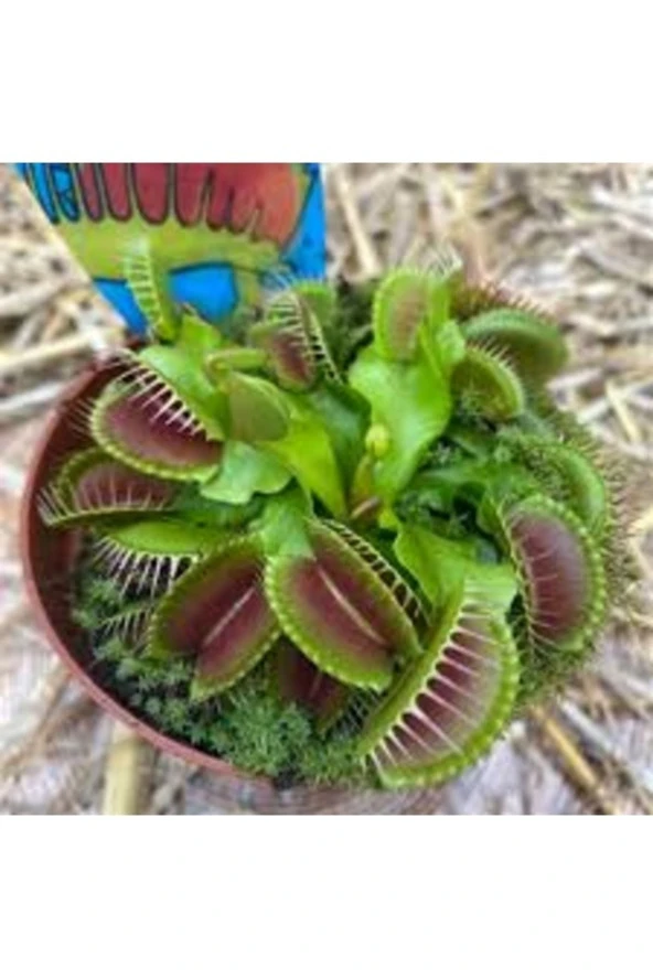 50 Adet Tohum Nepenthes Sinek Kapan Etobur Etçil Bitki Çiçek İthal Tohum ürün görseli 1