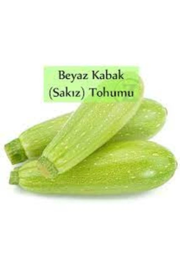 20 Adet Tohum Organik Hobi Bahçe Beyaz Dolmalık Kabak Tohumu Hediyelidir ürün görseli 1