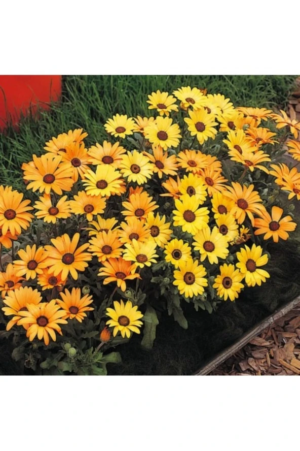 25 Adet Tohum Organik Hobi Balkon Sarı Afrika Papatya Tohumu Hediye Tohumlu ürün görseli 1