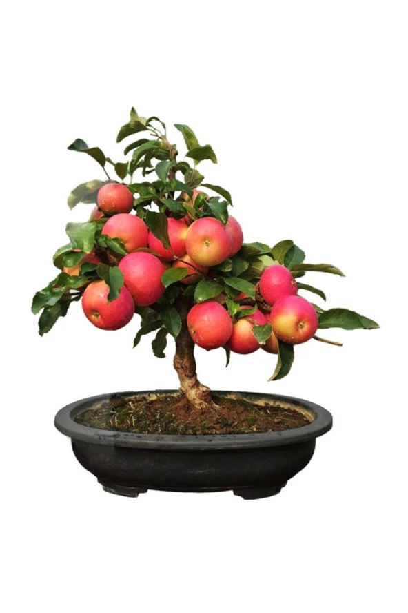 15 Adet Tohum Organik Hobi Bahçe Bonsai Elma Ağaç Tohumu Saksı Toprak ürün görseli 1