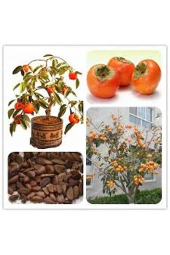 5 Adet Tohum Organik Trabzon Bal Hurma Tohumu Trabzon Hurması Bonsai ürün görseli 1