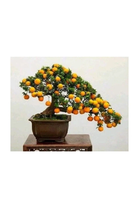 10 Adet Tohum Organik Bahçe Nadir Kayısı Şeker Pare Bonsai Ağaç Tohumu Taze Hasat Aşısız Köy Tohum ürün görseli 1