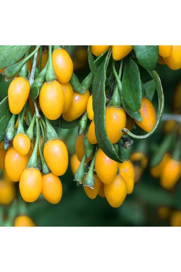 15 Adet Tohum Yeni Sezon Organik Sarı Goji Berry Tohum Yeni Mahsül Kilo Verdirici Goji Berry Hotum ürün görseli 1