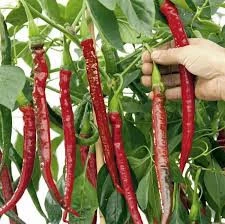 250 Adet Tohum Eko Paket Şili Biberi Tohumu Çok Acı Chili Biberi Tohumu Organik ürün görseli 1