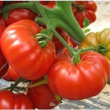 30 Adet Tohum Erkenci Iri Marmande Domates Tohumu Domates Tohumu Organik Saksı Topralı ürün görseli 1