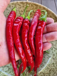 100 Adet Tohum Eko Paket Şili Biberi Tohumu Çok Acı Chili Biberi Tohumu Sürpriz Hediye Sebze Tohumu ürün görseli 1
