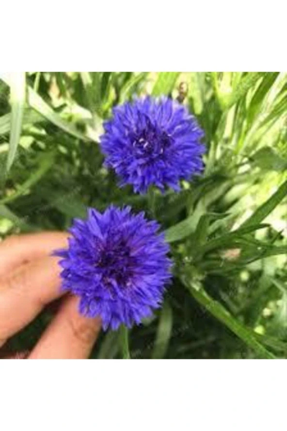30 Adet Tohum Mavi Kantoron Kantaron Çiçeği Tohumu Peygamber Çiçek Tohumu Saksı Toprak Hediye Tohuml ürün görseli 1