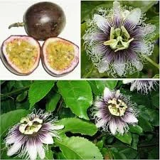 10 Adet Tohum Ithal Passiflora Meyvesi Tohumu Çarkı Felek Saat Çiçeği Tohumu Süpriz Hediye Tohumludu ürün görseli 1