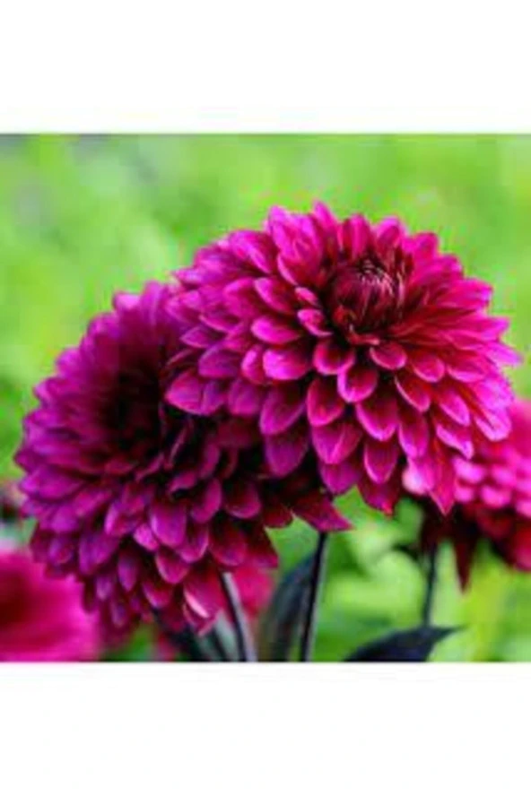 30 Adet Tohum Nadir Yıldız Çiçeği Tohumu Karışık Dahlia Yıldız Çiçek Tohumu Sürpriz Hediye Tohumlu ürün görseli 1