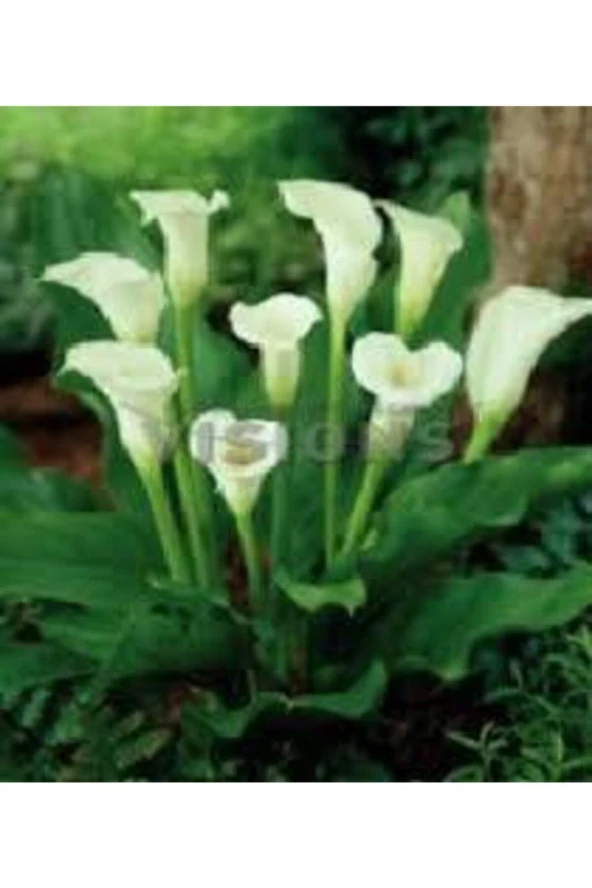20 Adet Tohum Organik Calla Lily Çiçek Tohumu Afrika Çöl Çiçeği Calla Lily Sürpriz Hediye Tohumlu ürün görseli 1