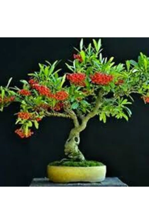 5 Adet Tohum Nadir Ateş Dikeni Bonsai Ağaç Tohumu Ateş Diken Tohum Saksı Toprak Hediyemizdir ürün görseli 1