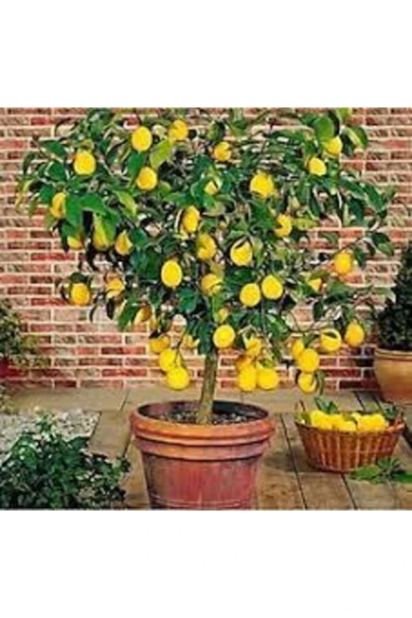 10 Adet Tohum Bodur Bonsai Limon Ağacı Tohumu Italyan Limon Seti Saksı Toprak Sürpriz Hediye Tohum ürün görseli 1