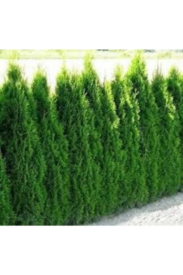 25 Adet Tohum Çit Mazı Tohumu Çit Mazısı Tohumu Mazı Fidan Tohumu Süpriz Hediye Tohumludur ürün görseli 1