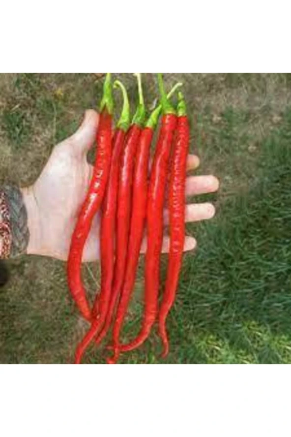 30 Adet Tohum Ithal Nadir Uzun Kırmızı Acı Sivri Biber Tohumu Sürpriz Hediye Sebze Tohumu ürün görseli 1
