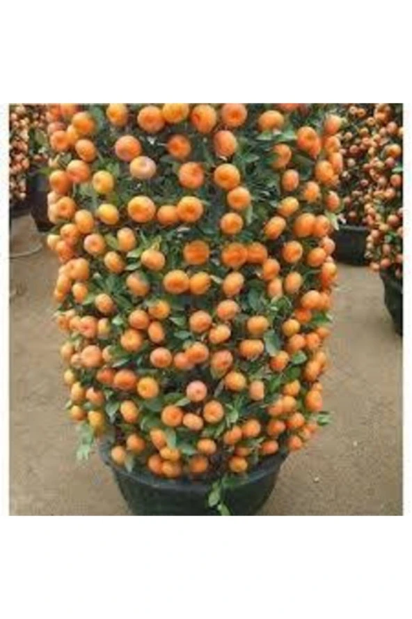 10 Adet Tohum Bodur Bonsai Mandalina Bonzai Ağacı Tohum Süpriz Hediye Bonsai Ağacı Tohum ürün görseli 1
