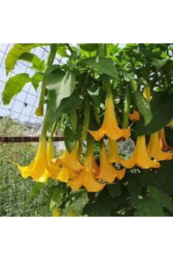 5 Adet Tohum Nadir Bulunan Pembe Angel Trumpet Çiçeği Meleklerin Borozanı Çiçeği Sürpriz Hediye Tohu ürün görseli 1