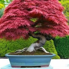 hassler bonsai Jervis Canadian Hemlock