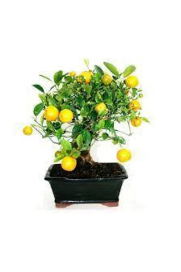 5 Adet Tohum Bodur Bonsai Limon Ağacı Tohumu Italyan Limon Seti Saksı Toprak Sürpriz Hediye Tohum ürün görseli 1