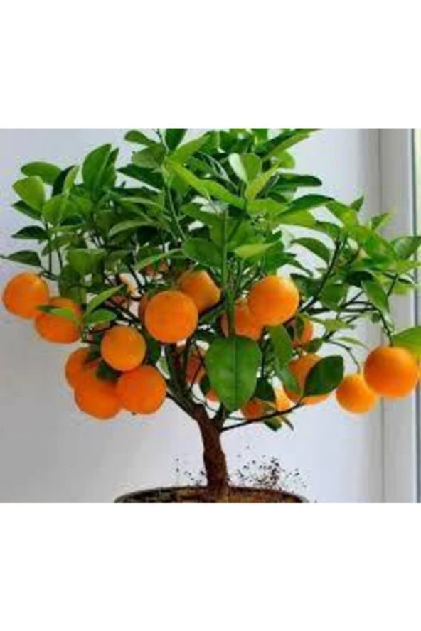 5 Adet Tohum Bodur Bonsai Mandalina Bonsai Ağacı Tohum Sürpriz Hediye Bonsai Ağacı Tohum ürün görseli 1