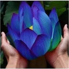 1 Adet Tohum Nadir Bulunan Mavi Lotus Çiçeği Tohumu Lotus Su Çiçeği Tohumu Nilüfer Çiçeği Tohumu ürün görseli 1