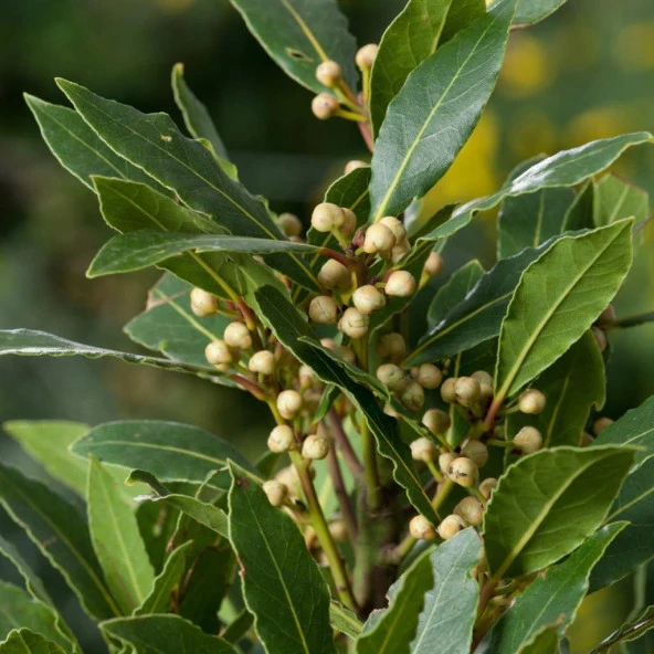 Tüplü Aromatik Defne (Laurus Nobilis) Fidanı (60-100 cm) ürün görseli 1