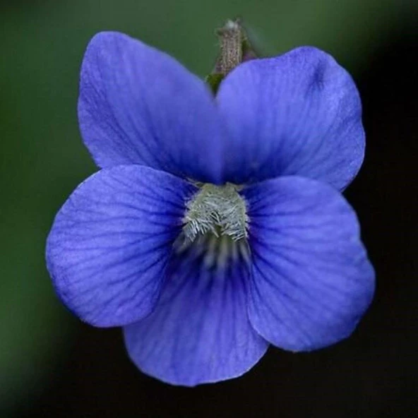 Cornuta Blue Perfection Menekşe Çiçeği Tohumu (100 Tohum) ürün görseli 1