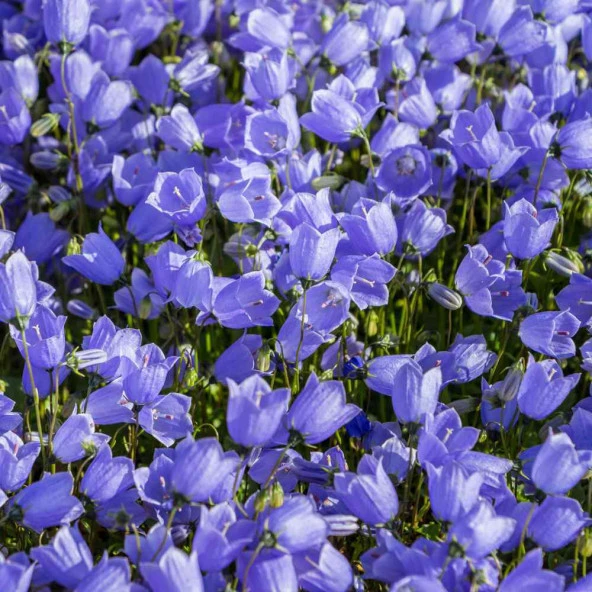 Isabella Campanula Dark Blue Çan Çiçeği Tohumu (100 tohum) ürün görseli 1