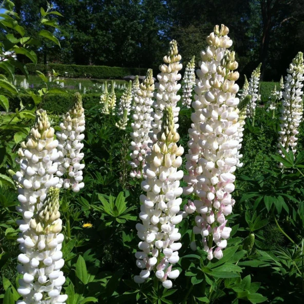 Beyaz Acı Bakla Çiçeği Tohumu White Lupinus (30 Tohum) ürün görseli 1