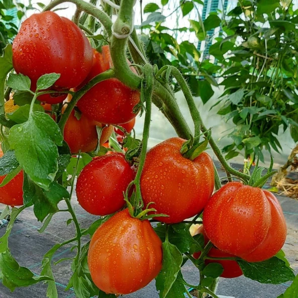 İtalian Red Pear Armut Domatesi Domates Tohumu -15 Tohum ürün görseli 1