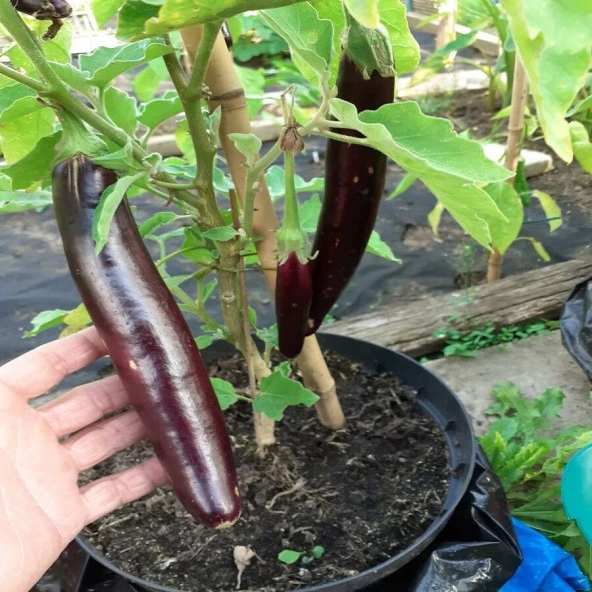 Doğal Bangladeshi Long Patlıcan Tohumu (15 tohum) ürün görseli 1