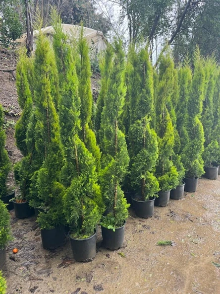 SPİRAL LİMONİ SELVİ BOY 200-230 CM - Resim 2