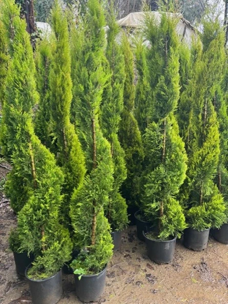 SPİRAL LİMONİ SELVİ BOY 200-230 CM ürün görseli 1