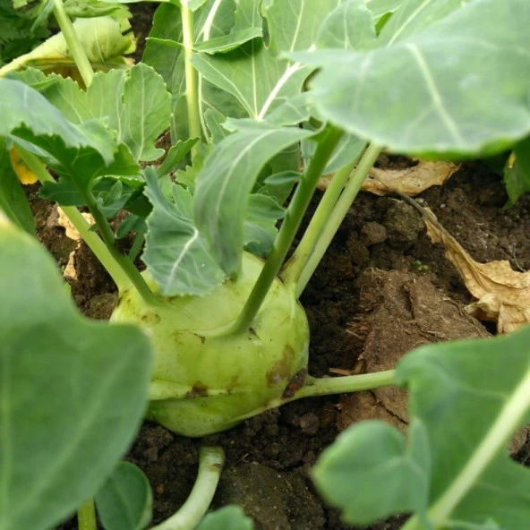 Giant White  Alabaş Tohumu (20 Tohum) ürün görseli 1