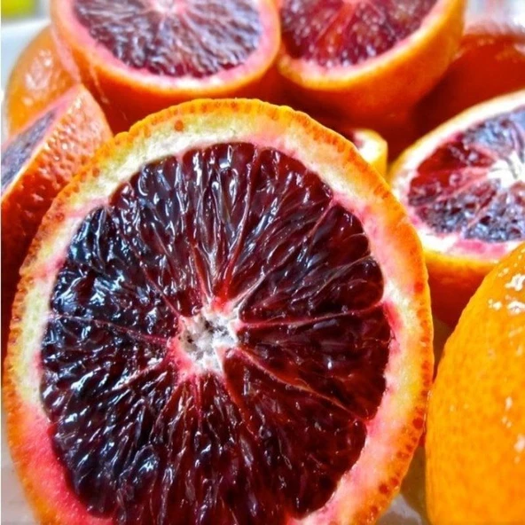 Tüplü Çok Dallı Bodur Kan Portakalı Fidanı ürün görseli 1