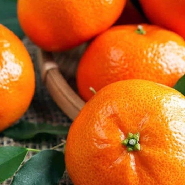 Çekirdeksiz Tüplü Bodrum Mandalinası Fidanı ürün görseli 1
