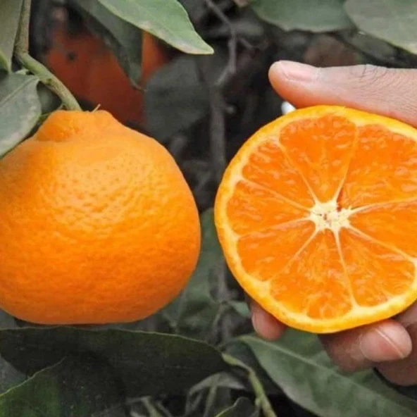 Çekirdeksiz Kokulu Tüplü Okitsu Mandalinası (3 Yaş) ürün görseli 1