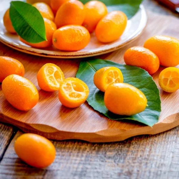 4 Yaş Aşılı Nagami Kamkat Süs Portakalı Fidanı, (Tüplü) ürün görseli 1