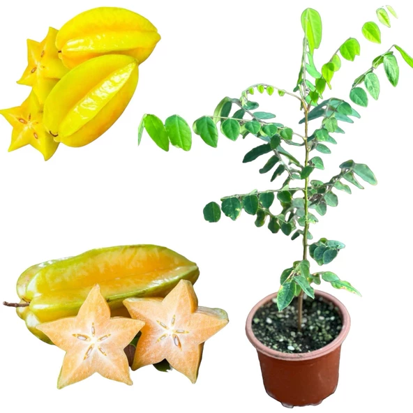 Carambola (Yıldız Meyvesi) Star Fruit Fidanı ürün görseli 1