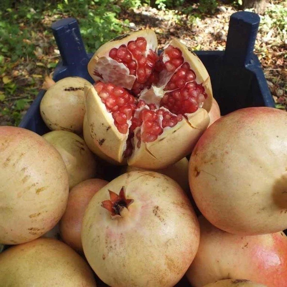 Tüplü İri Meyveli Silifke Keben Narı Fidanı ürün görseli 1