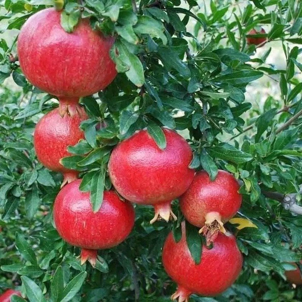 Tüplü Erkenci Özel Göksu Nar Fidanı ürün görseli 1