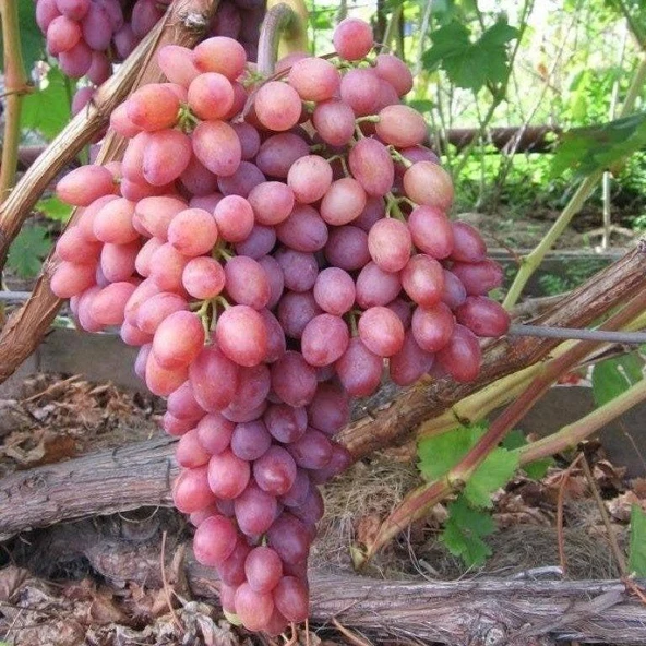 Yüksek Aromalı Siirt Tayfi Üzüm Fidanı (Tüplü) ürün görseli 1