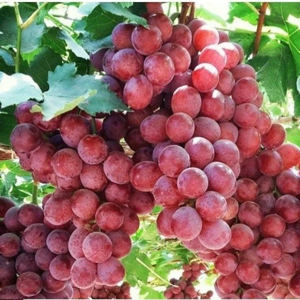Çekirdeksiz Tüplü Red Crimson Üzüm Fidanı ürün görseli 1