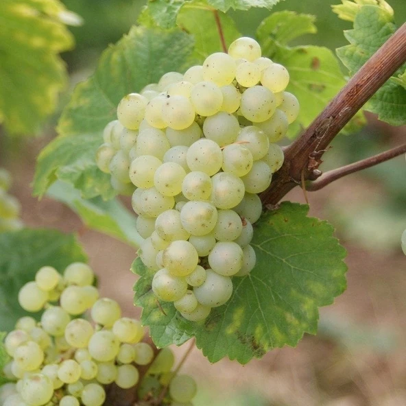 Sauvignon Sugar Yellow Blanc Tüplü Üzüm Fidanı ürün görseli 1