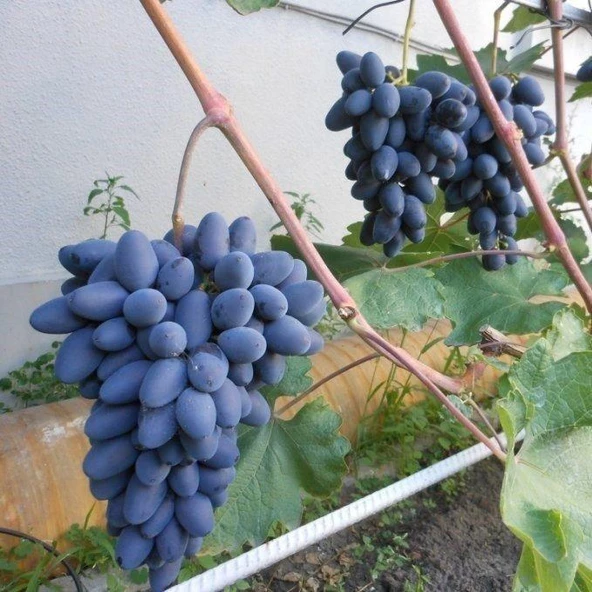 Parmak Horoz Karası Üzüm (Asma-Bağ) Fidanı (Tüplü) ürün görseli 1